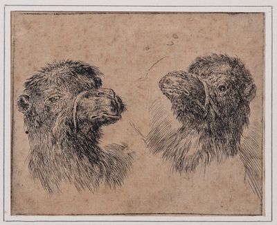 della Bella Stefano - Camel Study - Etching on paper (1640)