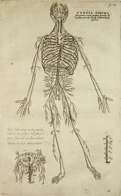 Vesalio Andrea - De Humani Corporis Fabrica Tav.26 - Etching on paper (1642)