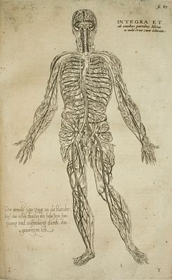 Vesalio Andrea - De Humani Corporis Fabrica Tav.25 - Etching on paper (1642)