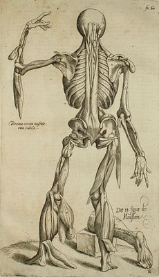 Vesalio Andrea - De Humani Corporis Fabrica Tav.20 - Etching on paper (1642)