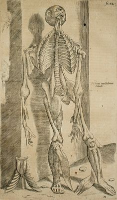 Vesalio Andrea - De Humani Corporis Fabrica Tav.15 - Etching on paper (1642)