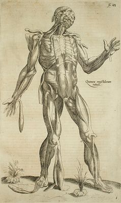 Vesalio Andrea - De Humani Corporis Fabrica Tav.12 - Etching on paper (1642)