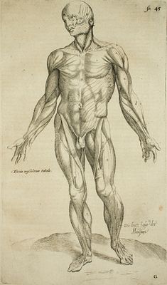 Vesalio Andrea - De Humani Corporis Fabrica Tav.10 - Etching on paper (1642)